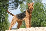 AIREDALE TERRIER 158